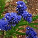 50 seeds  Statice Blue River , easy to grow     #IEB13