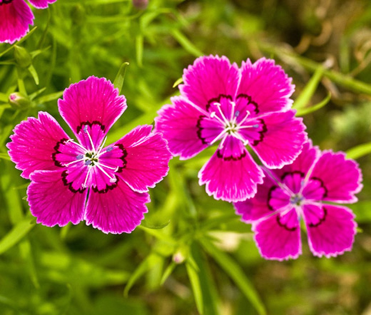 flower seeds Dianthus Maiden Pink color, 200 Seeds     #IEB13