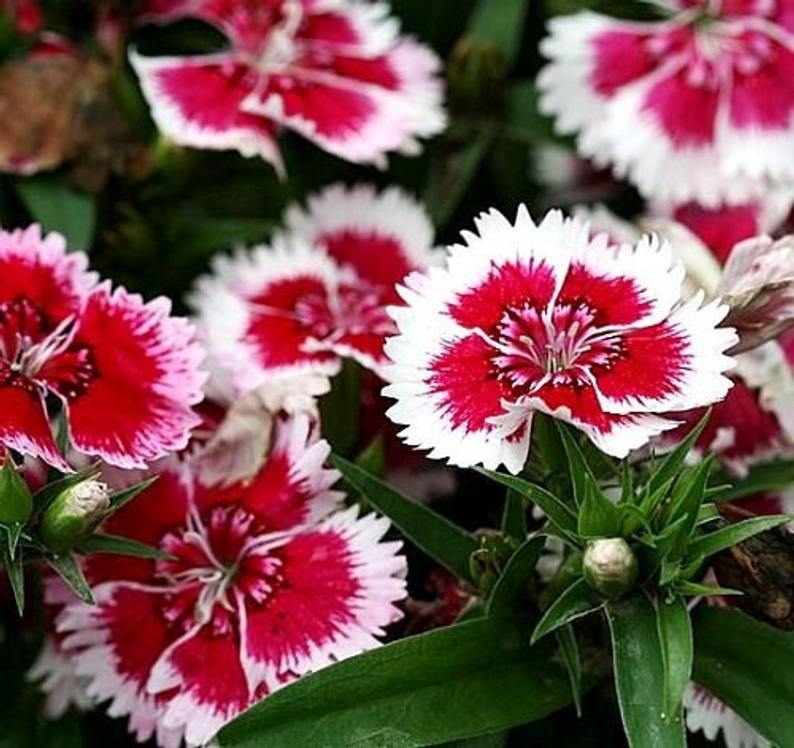flower seeds  Dianthus  Merry Go Round, 50 Seeds  #IEB13