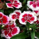 flower seeds  Dianthus  Merry Go Round, 50 Seeds  #IEB13