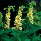 yellow Foxglove 50 Seeds, great for your garden    #IEB13