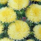 flower seeds Aster  Needle Yellow colors, 50 Seeds     #IEB13