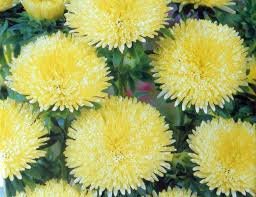 flower seeds Aster  Needle Yellow colors, 50 Seeds     #IEB13