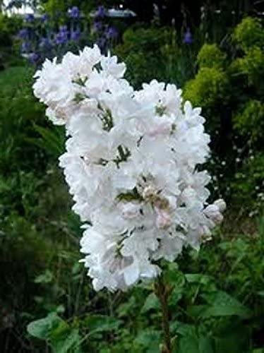 fresh seed Statice  Iceburg White  50 Seeds, easy to grow     #IEB13