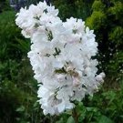 fresh seed Statice  Iceburg White  50 Seeds, easy to grow     #IEB13
