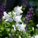 100 flower seeds  Bellflower White color, easy to grow   #IEB13