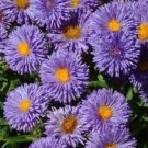 fresh flower seeds Erigeron Azure Fairy, 50 Seeds    #IEB13