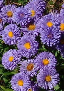 fresh flower seeds Erigeron Azure Fairy, 50 Seeds    #IEB13