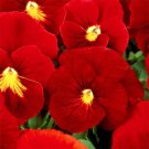 flower seeds Pansy  Scarlet, 50 Seeds  #IEB13