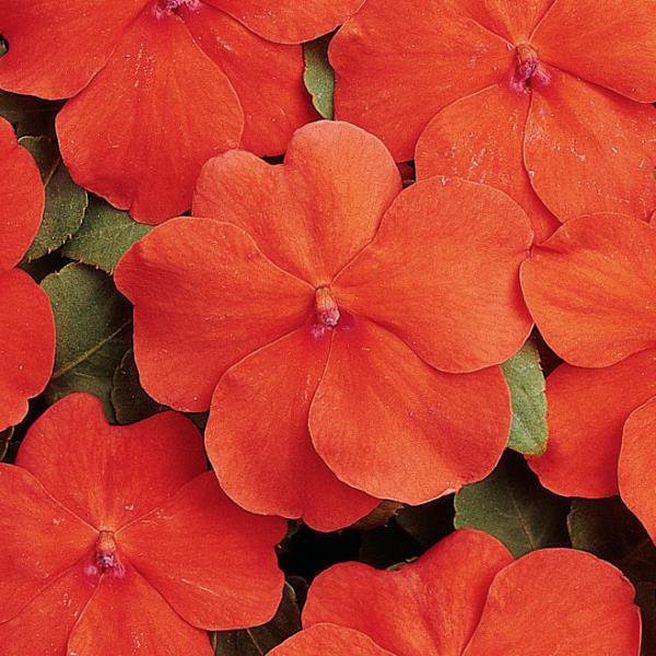 50 Seeds  variated Impatiens  Baby Orange, easy to grow  #IEB13