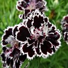 Dianthus Hedwegii flower seeds, 25 Seeds #IEB13