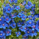 200 Seeds   Blue Pimpernel, easy to grow  #IEB13