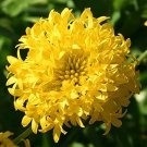 100 flower seeds Gaillardia  Sundance Yellow color, easy to grow  #IEB13