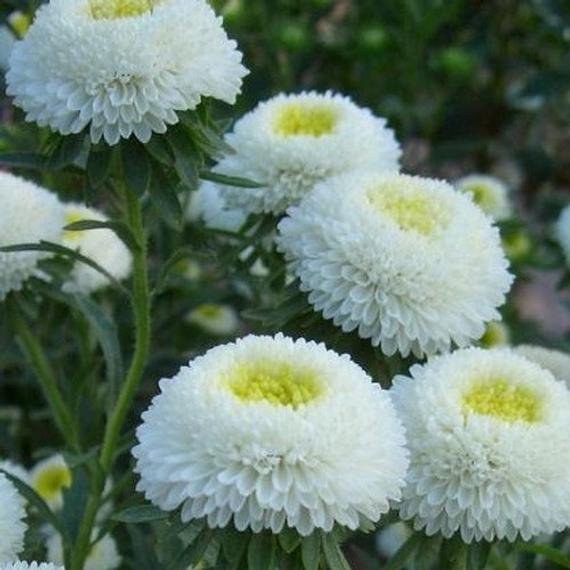 flower seeds Aster Pompon  White color,50 seeds  #IEB13