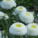 flower seeds Aster Pompon  White color,50 seeds  #IEB13