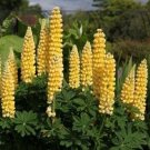 fresh seeds Lupine Chandelier, 25 Seeds  #IEB13