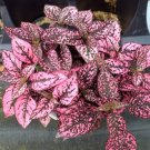 50 Seeds   Hypoestes  Pink Polka Dot, easy to grow   #IEB13