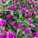 50 flower seeds Gomphrena   Purple colors, easy to  grow #IEB13