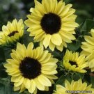 100 flower seeds Sunflower  Moonshine , easy to grow #IEB13