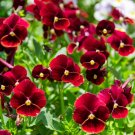variated flower Viola Arkwright 50 Seeds, easy to grow   #IEB13