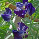 15 flower seeds Sweet Pea  Royal  Navy Blue colors   #IEB13