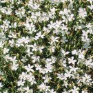 100 seeds white Dianthus Deltoids, easy to grow    #IEB13