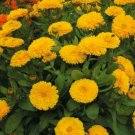 50 flower seeds Calendula  Yellow  color, easy to grow #IEB13