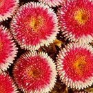 flower seeds Aster Pompon- Red Hi no maru, 50 Seeds #IEB13