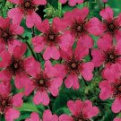 fresh seeds Cinquefoil pink color 50 Seeds, easy to grow  #IEB13