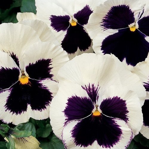50 flower seeds  Pansy Silverbride, great for your garden   #IEB13