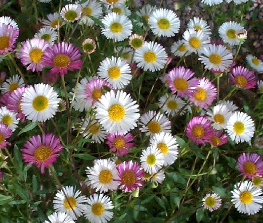 flower seeds  Erigeron- Profusion Mix colors, 50 Seeds  #IEB13