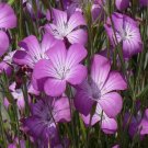purple Agrostemma seeds, 50 Seeds #IEB13
