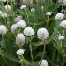 50 flower seeds  Gomphrena  White colors, easy to grow  #IEB13
