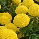 flower seeds variated Marigold  Yellow color, 50 Seeds   #IEB13