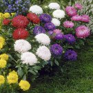 50 seeds Aster Milady Mix color, easy to grow   #IEB13