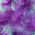 violet Aster Needle fresh flower, 50 Seeds #IEB13