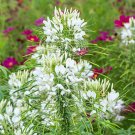 100 seeds white  Cleome  Queen, easy to grow  #IEB13