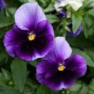 Pansy Beaconsfield flower seeds, 50 Seeds #IEB13