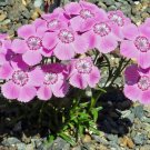 50 flower seeds Dianthus  Alwoodii Pink colors, great for your garden  #IEB13