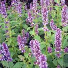 100 fresh seeds Hyssop Anise, easy to grow  #IEB13