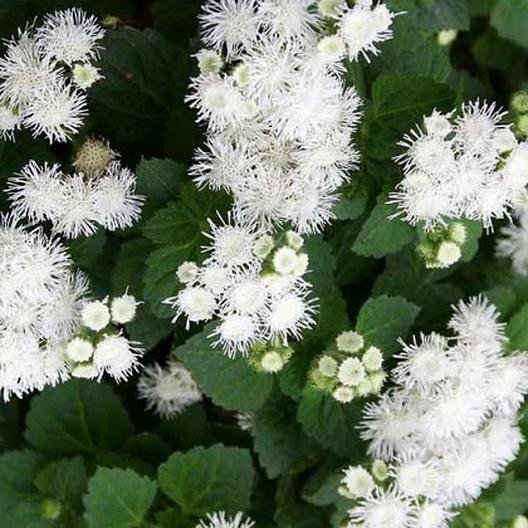 White flower seeds Ageratum, 100 Seeds  #IEB13