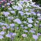 50 seeds  Blue Lace Flower #IEB13