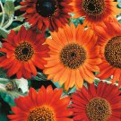 100 flower seeds  Sunflower  Earthwalker, easy to grow  #IEB13