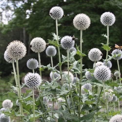 flower seeds Globe Thistle  White,25 Seeds #IEB13