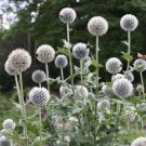 flower seeds Globe Thistle  White,25 Seeds #IEB13
