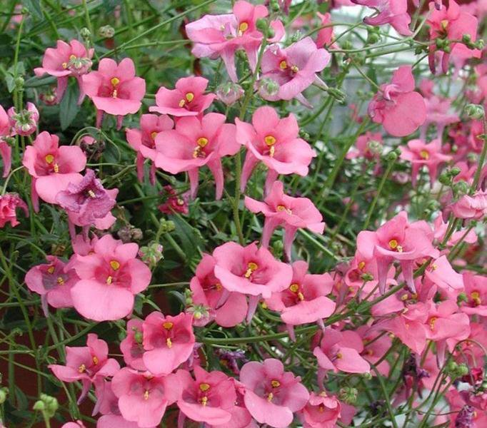 100 seeds variated Diascia Barberae #IEB13