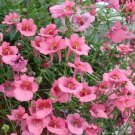 100 seeds variated Diascia Barberae   #IEB13
