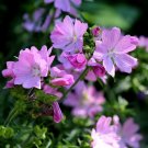 100 seeds Malva Moschata Rosea pink, easy to grow #IEB13