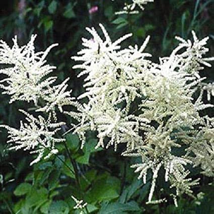 flower seeds  Goat's Beard Noble Spirit, 100 Seeds  #IEB13