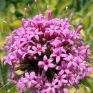 50  Crossworts Pretty Pink Flower Seeds  #IEB13